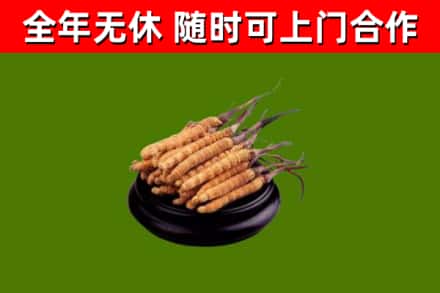 宝安区烟酒回收冬虫夏草.jpg